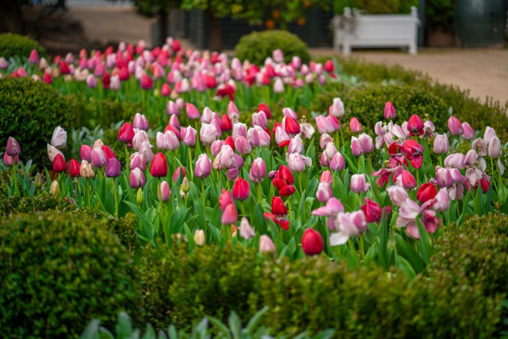Elizabeth Spencer Tulips