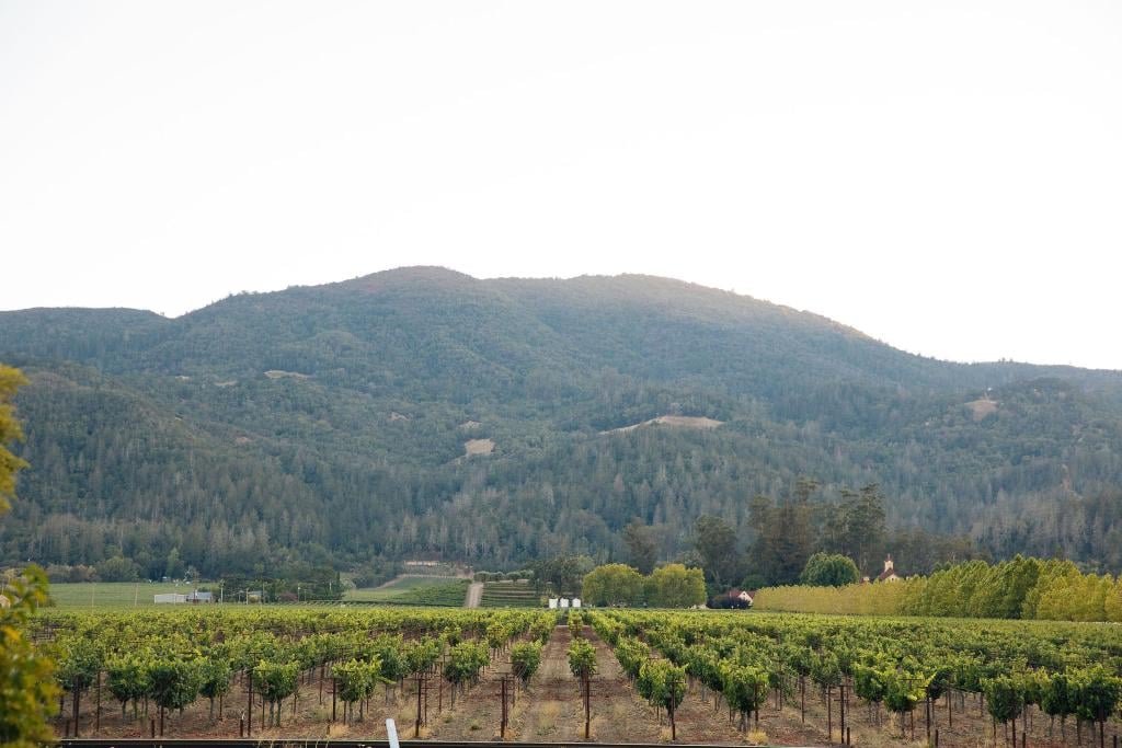 View of Vineyards and Mountain from Elizabeth Spencer